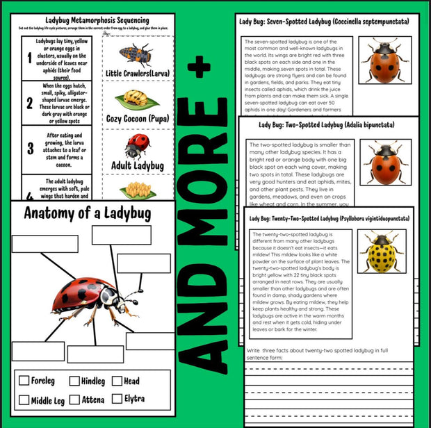 Ladybug life cycle and metamorphosis activity pack | 10-page printable science worksheets with identification cards and ladybug facts | homeschool and classroom resource