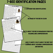 Bee life cycle activities for kids | 12-page printable project with sequencing, writing, reading comprehension, and bee identification worksheets | homeschool and classroom resource