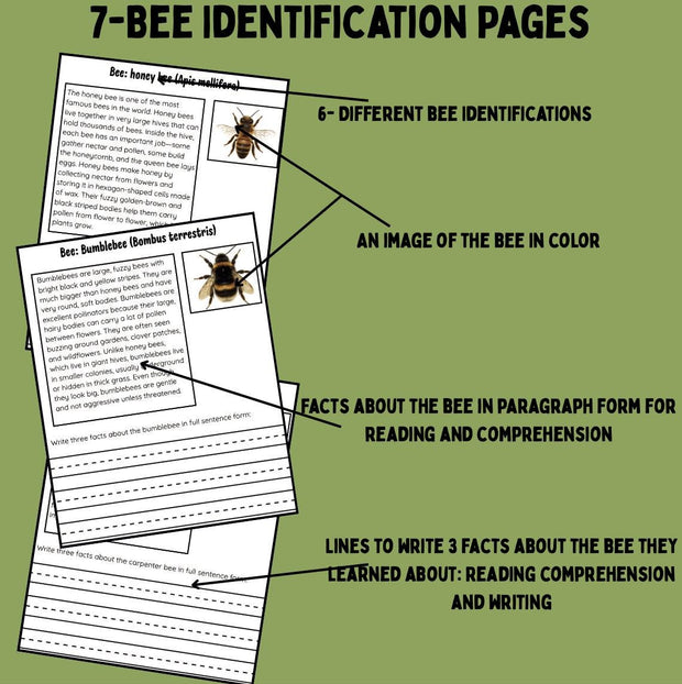 Bee life cycle activities for kids | 12-page printable project with sequencing, writing, reading comprehension, and bee identification worksheets | homeschool and classroom resource