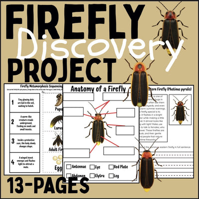 Firefly life cycle activity pack | insect science worksheets with firefly facts, sequencing cut and paste, and reading comprehension for kids | homeschool and classroom resource