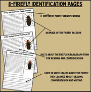 Firefly life cycle activity pack | insect science worksheets with firefly facts, sequencing cut and paste, and reading comprehension for kids | homeschool and classroom resource