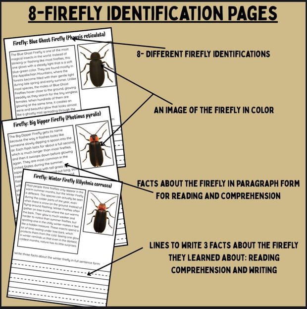 Firefly life cycle activity pack | insect science worksheets with firefly facts, sequencing cut and paste, and reading comprehension for kids | homeschool and classroom resource
