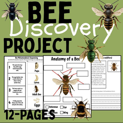 Bee life cycle activities for kids | 12-page printable project with sequencing, writing, reading comprehension, and bee identification worksheets | homeschool and classroom resource
