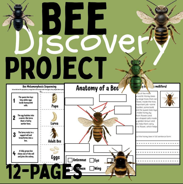 Bee life cycle activities for kids | 12-page printable project with sequencing, writing, reading comprehension, and bee identification worksheets | homeschool and classroom resource