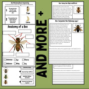 Bee life cycle activities for kids | 12-page printable project with sequencing, writing, reading comprehension, and bee identification worksheets | homeschool and classroom resource