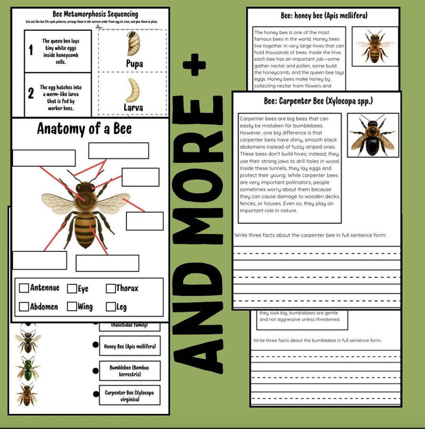 Bee life cycle activities for kids | 12-page printable project with sequencing, writing, reading comprehension, and bee identification worksheets | homeschool and classroom resource