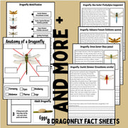 Dragonfly Life Cycle Activities & Worksheets | Science Unit with Sequencing, Anatomy, and Reading Comprehension