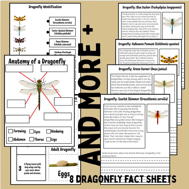 Dragonfly Life Cycle Activities & Worksheets | Science Unit with Sequencing, Anatomy, and Reading Comprehension