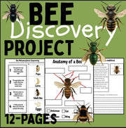 Insect Activity Bundle: Life Cycle Worksheets, Coloring Pages (Digital Download)