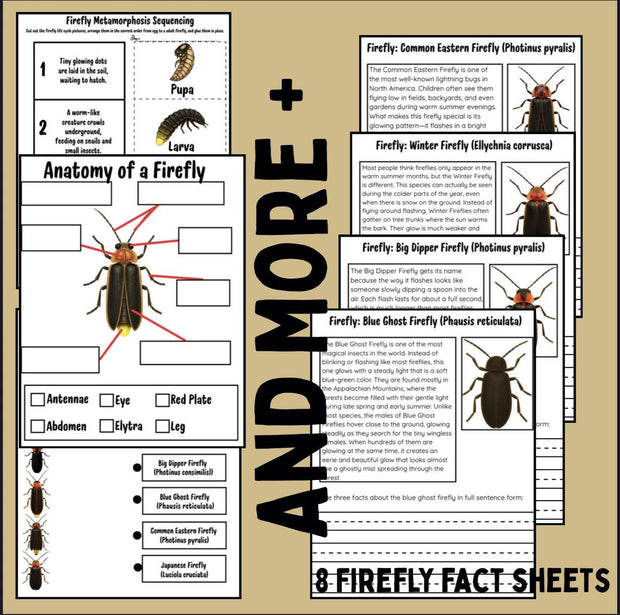 Firefly life cycle activity pack | insect science worksheets with firefly facts, sequencing cut and paste, and reading comprehension for kids | homeschool and classroom resource
