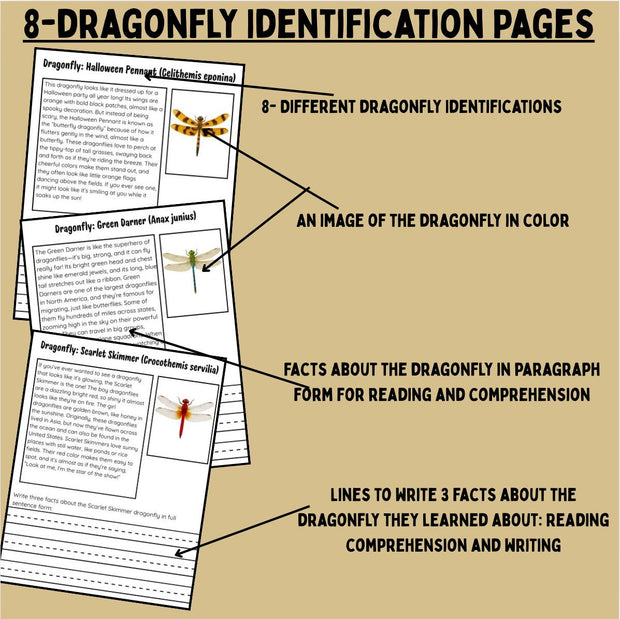 Dragonfly Life Cycle Activities & Worksheets | Science Unit with Sequencing, Anatomy, and Reading Comprehension