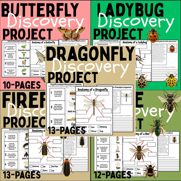 Insect Activity Bundle: Life Cycle Worksheets, Coloring Pages (Digital Download)
