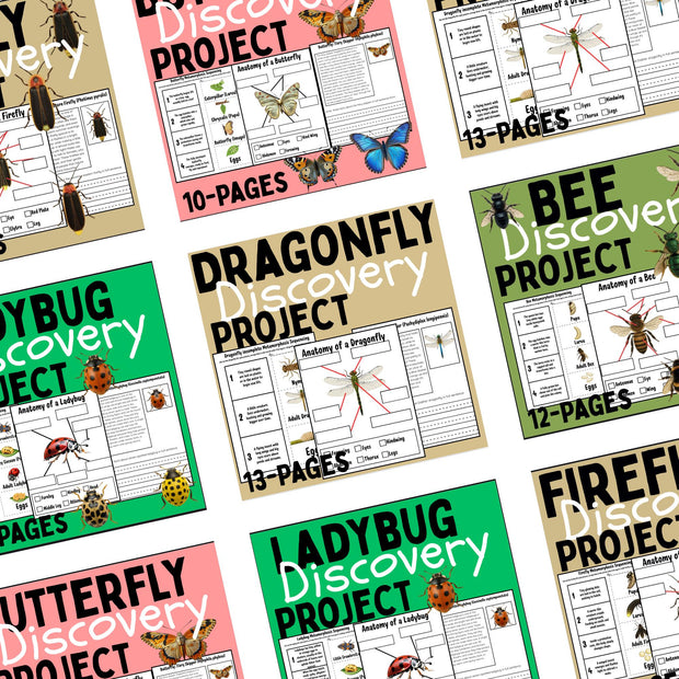 Insect Activity Bundle: Life Cycle Worksheets, Coloring Pages (Digital Download)